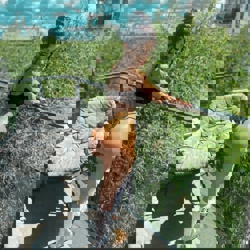 Iris11781